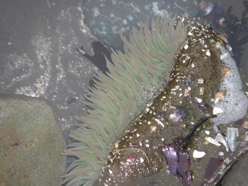 P6182027 Fitzgerald Reserve.JPG